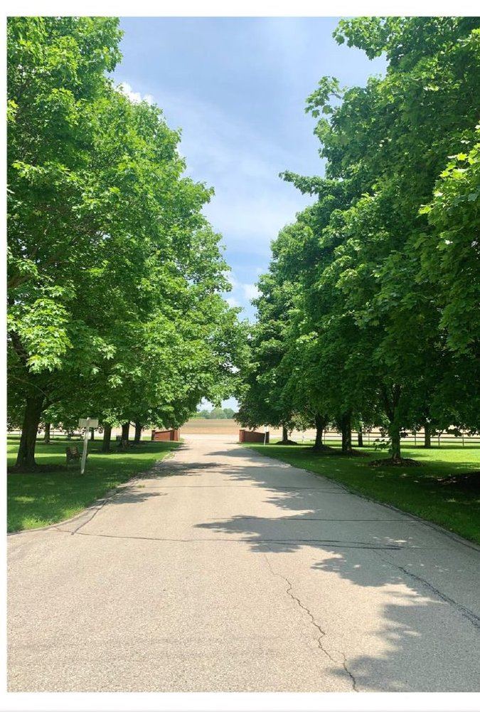 Tree-Lined Walkway